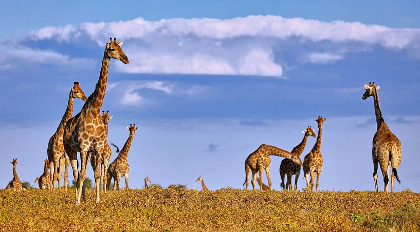 Troupeau de girafes dans le parc national d'Etosha, en Namibie. par WiWo