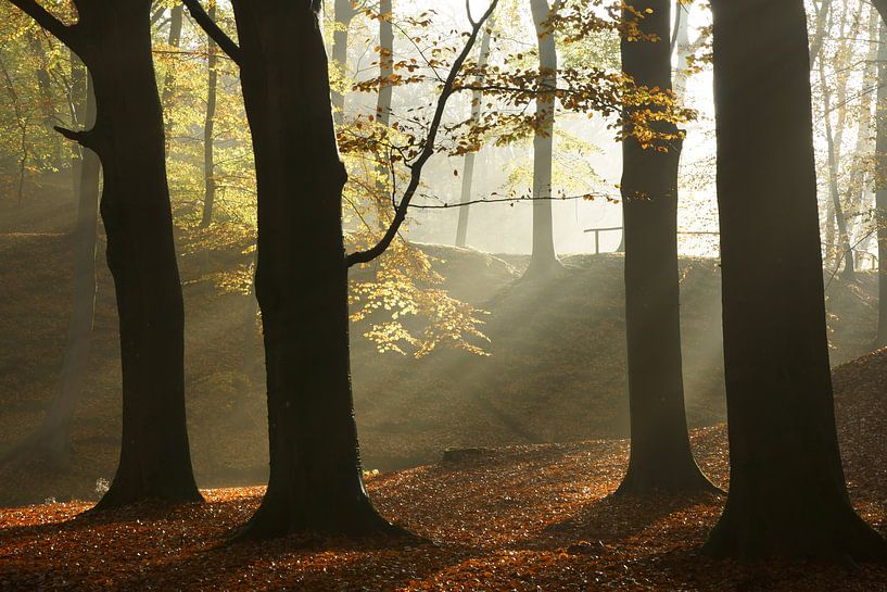Beukenbos in de herfst by Michel van Kooten