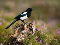 La jolie pie sur la vieille racine - De mooie ekster op het oude wortelhout