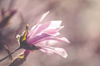 Close up of a half open star magnolia