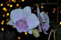 Orchidee (1)