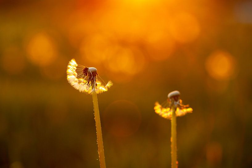 Let go... by Robbie Veldwijk