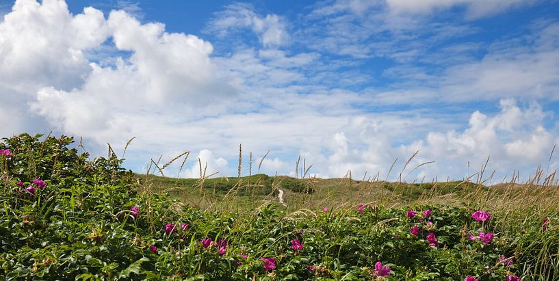 Coast by Bo Valentino