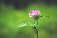 Red clover