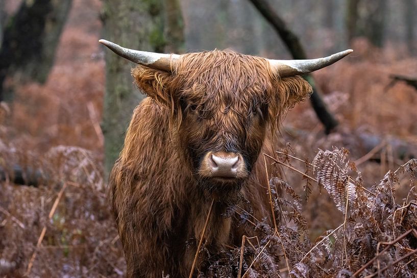 Highlander écossais par Sanne Voortman