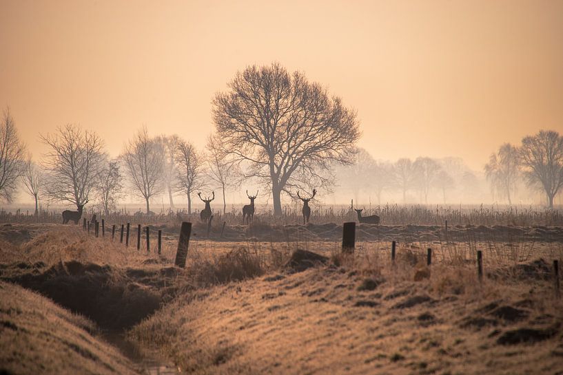 Magic of dawn - Five deer in the mist by Tanja Riedel