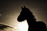 Silhouet paard in weiland