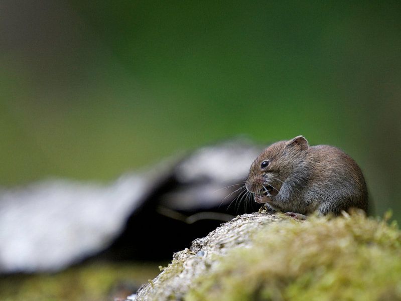 Maus von Thijs Schouten