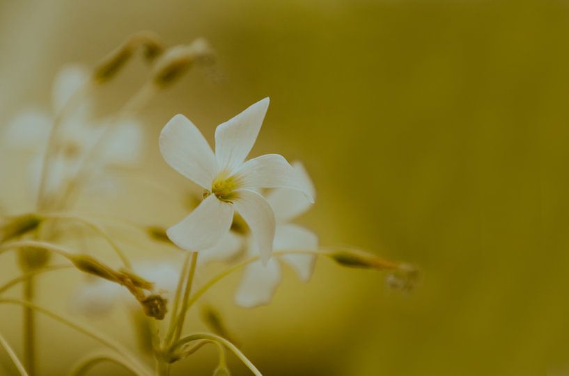 Vintage flowers by Tanja de Boer