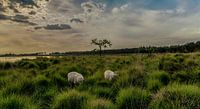 schapen op de heide bij zonsondergang