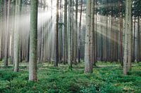 Winter sun in the spruce forest