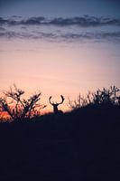 Foto eines Hirsches vor einem schönen Sonnenuntergang