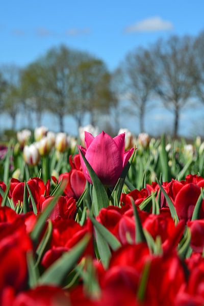 Tulipes par Henriette Tischler van Sleen