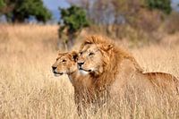 Deux compagnons, des lions dans le Maasai Mara