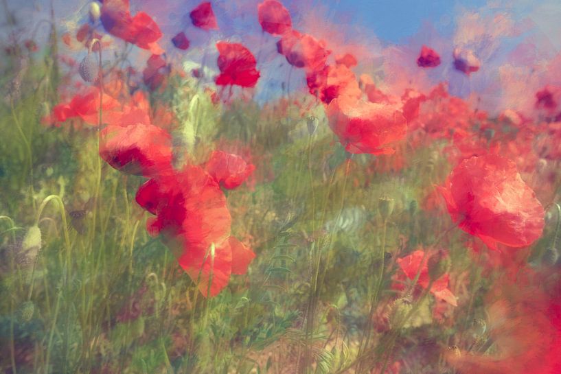 Under the effect of the breeze.... by Martine Affre Eisenlohr