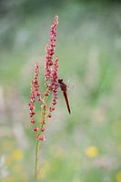 Feuerlibelle auf einem Sauerampferzweig