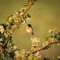Schwarzkehlchen auf dem Ast
