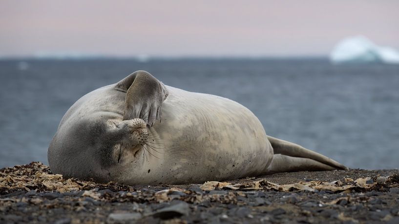Un phoque de Weddell sur la plage en Antarctique par Anges van der Logt