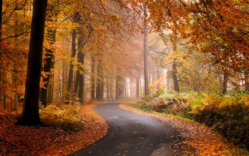 Belgie - Zonnebeke - Herfstplaatje in het heuvelland von Fotografie Krist / Top Foto Vlaanderen