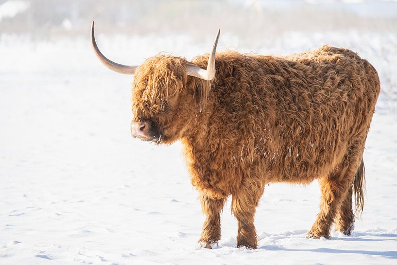 Schottischer Highlander im Schnee von Cindy Van den Broecke