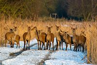 Groupe de cerfs rouges dans la neige