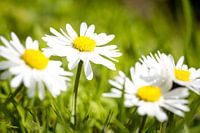 Le printemps est de retour !