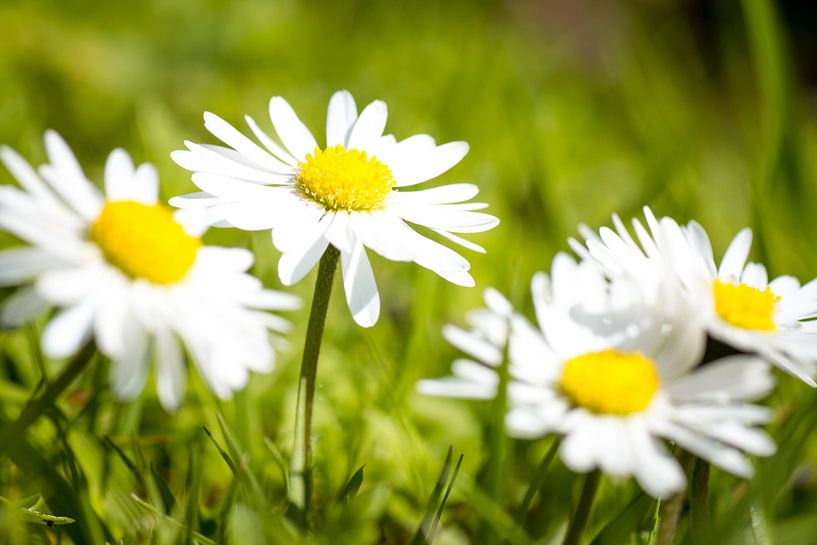 Der Frühling ist zurück! von Ramon Bovenlander
