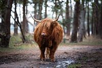 Face to face met een schotse hooglander