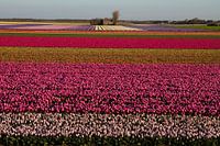 Kleurrijk tapijt van tulpenbollen 
