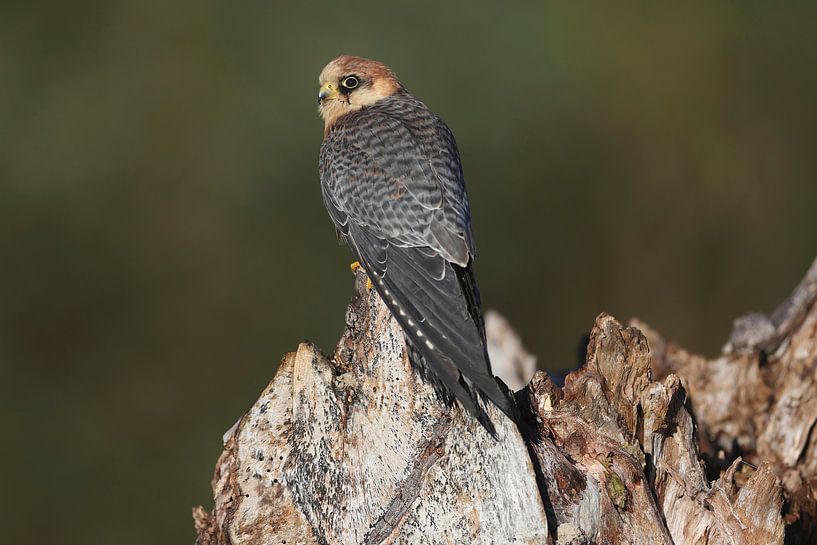 Porträt eines Rotfußfalken von Ronald Pol