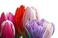 Een bos tulpen in natuurlijk licht