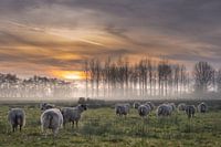 runaway flock of sheep with setting sun