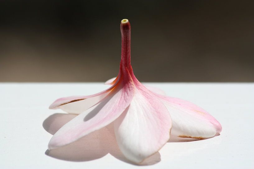 Frangipani von Marianne van den Bogaerdt