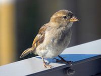 Spatz, auf meinem Balkon sitzend