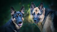 German shepherds