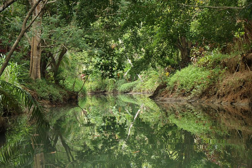 Mangroveninsel Damas Costa Rica von Ralph van Leuveren