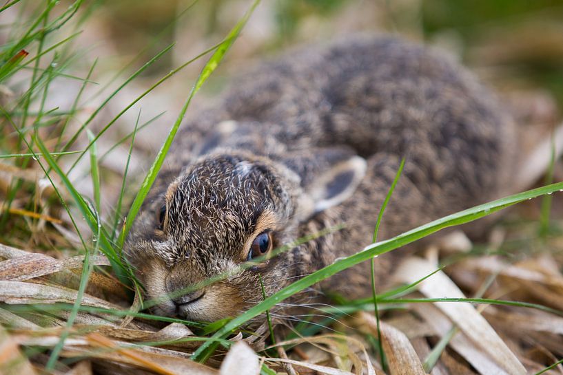 Wild baby konijntje in het gras by Dexter Reijsmeijer