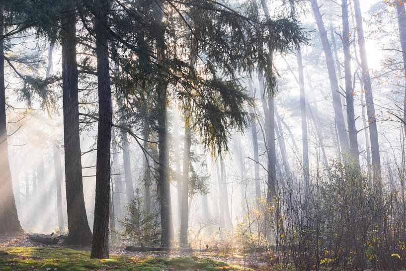 Sonne strahlt den Zeister Wald an! von Peter Haastrecht, van