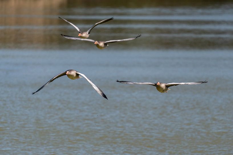 Goose Air by Uwe Ulrich Grün