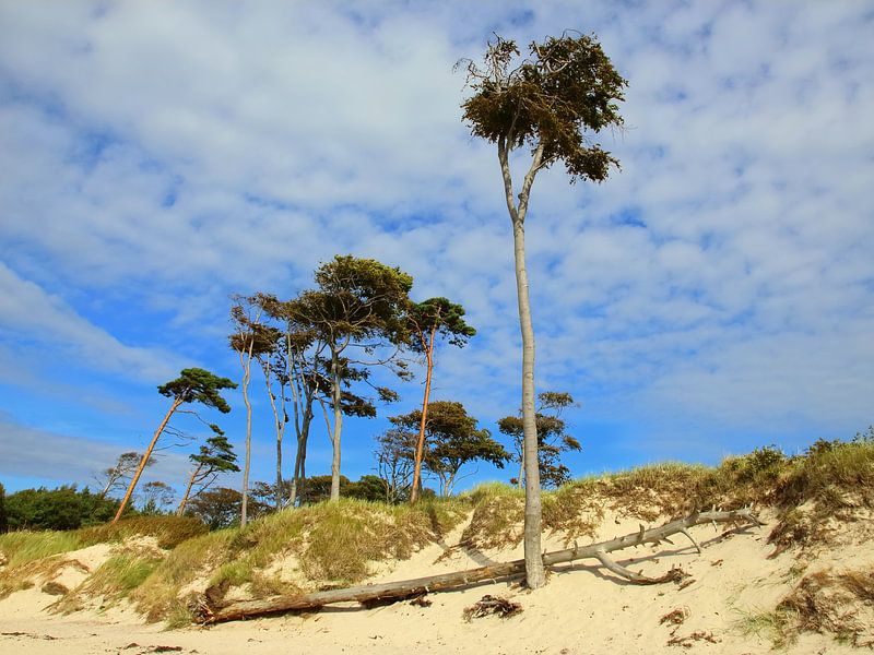 On the west beach of Prerow by Ostsee Bilder