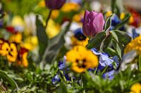 Springtime blossom splendour