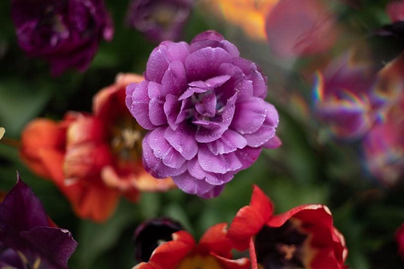 Tulpen von Lauw Design & Photography