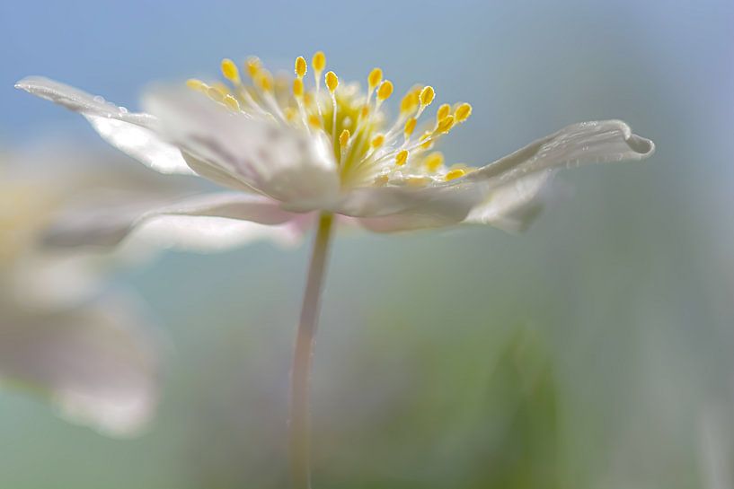 Wood anemone by Esther van Dijk