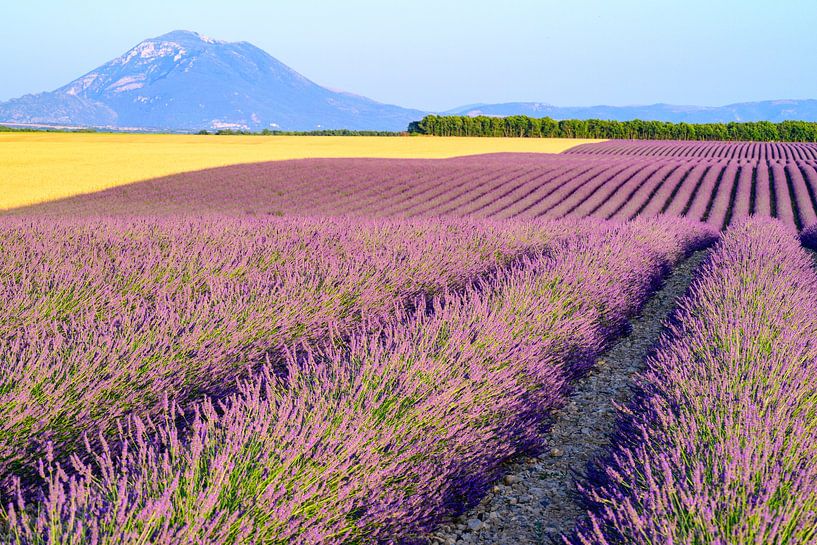 Lavande en fleurs à côté de champs de blé en Provence par Sjoerd van der Wal Photographie
