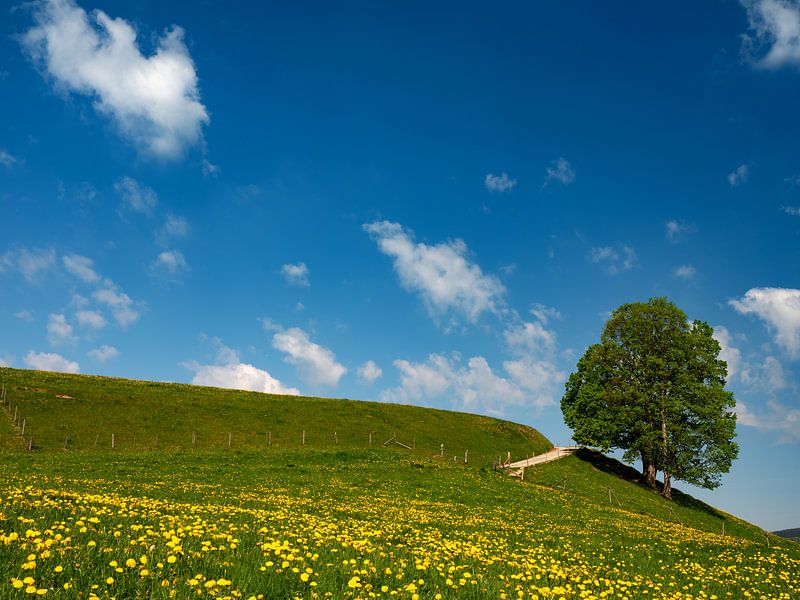 Prairie de pissenlits avec un seul arbre par Andreas Müller
