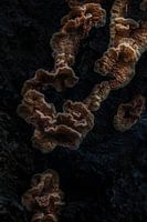 Pilze, die auf einem toten Baum wachsen.