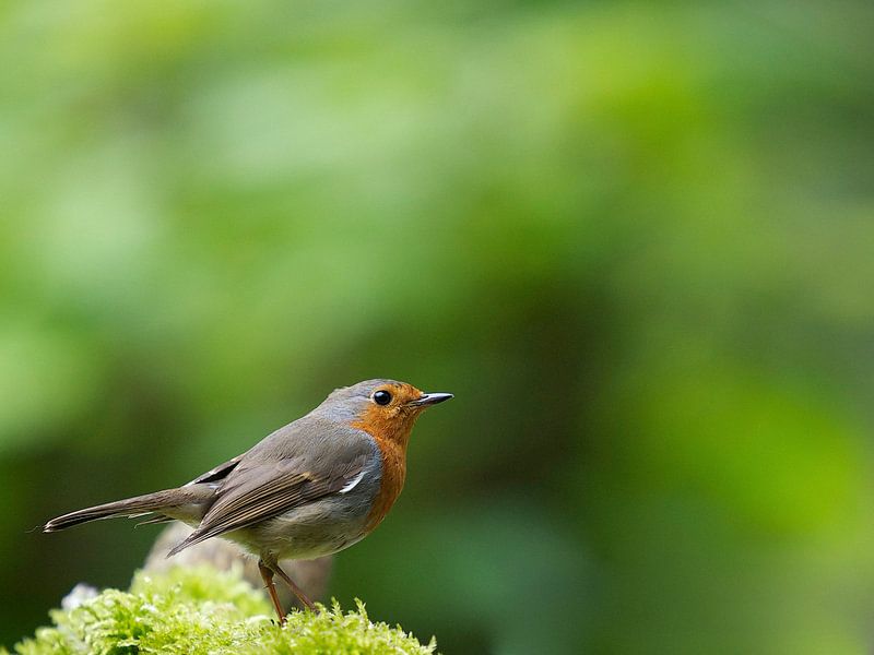 Robins by Thijs Schouten