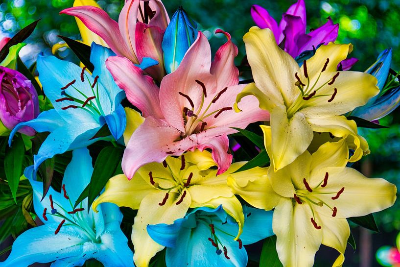 Un bouquet de grands lys arc-en-ciel en fleurs par Jolanda de Jong-Jansen