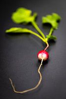 Verträumter Rettich