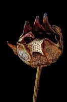 Upcycled Beauty - cosmea - Cosmos bipinnatus -